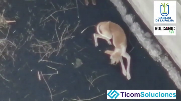 Cuatro podencos sobreviven con los alimentos y agua que proporciona un dron