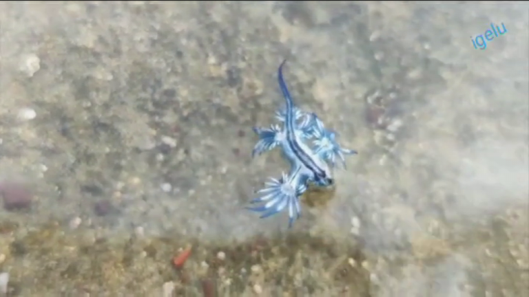 Los dragones azules se dejan ver en Canarias