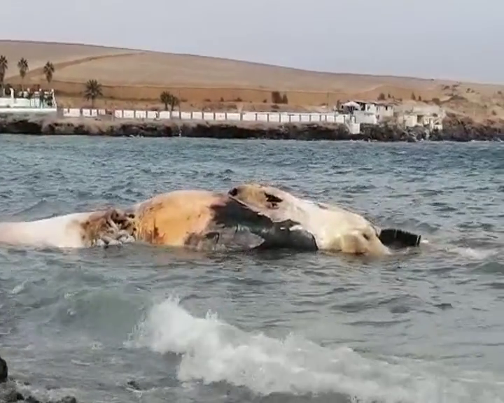 Hallan una ballena muerta en la playa de Vargas, en el sur de Gran Canaria