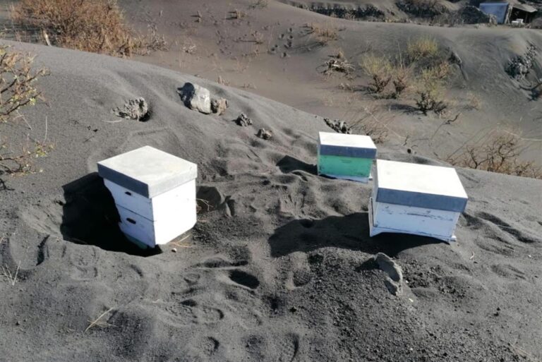 Miles de abejas sobreviven 50 días sepultadas bajo ceniza al borde del volcán