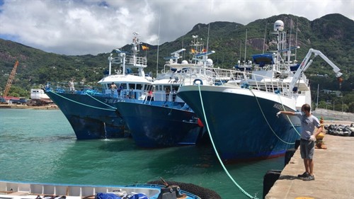 Reabre la pesca del atún blanco del Norte en aguas del Atlántico