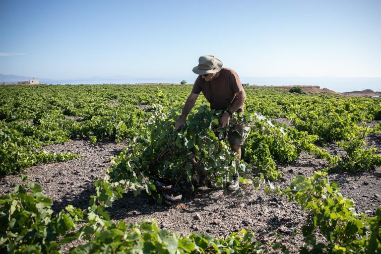 Encuentro en Adeje para abordar nuevos retos de futuro en el sector primario