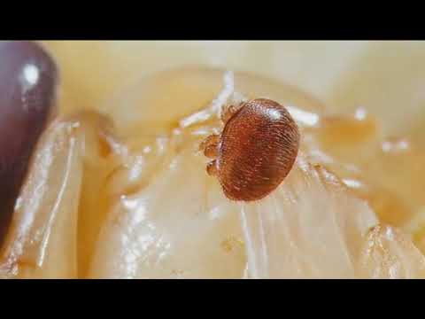 La varroa, principal problema para la apicultura