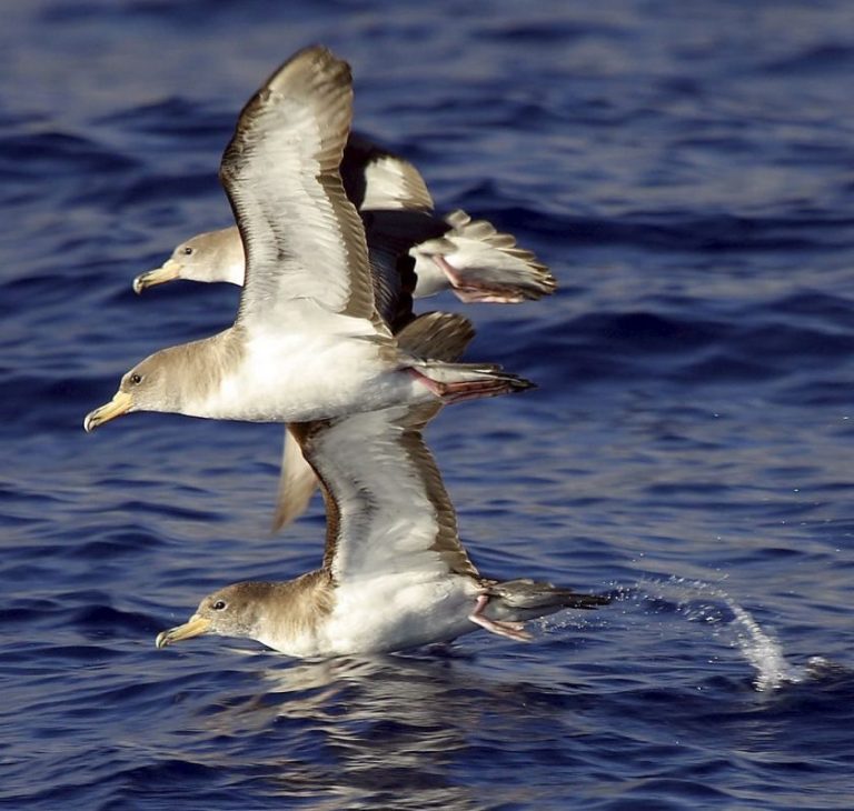 El 90% de las aves marinas ingiere plásticos