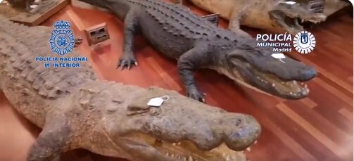 Localizan en Madrid 49 animales disecados y 132 piezas de marfil