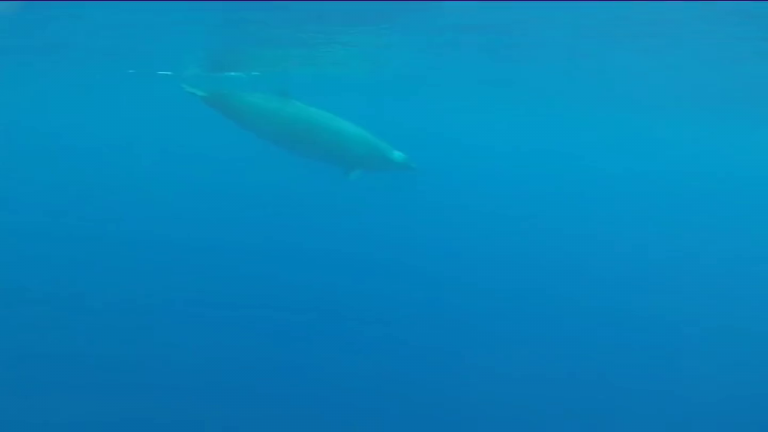 Científicos de las islas encuentran una nueva especie de cetáceo
