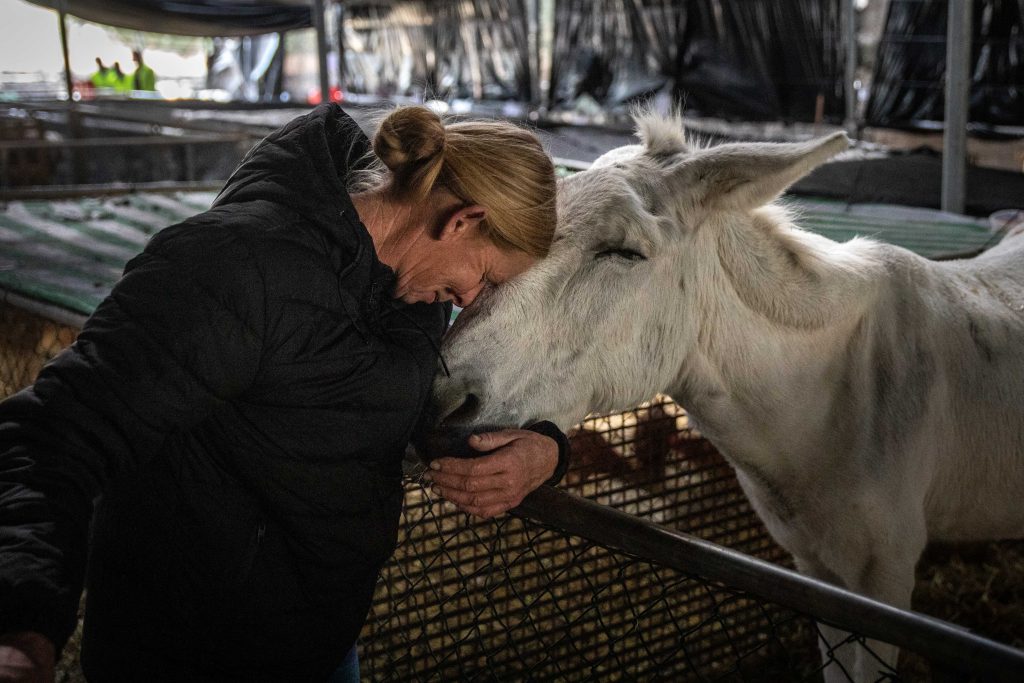 Pacma reclama la creación de dos centros de acogida para animales sin hogar