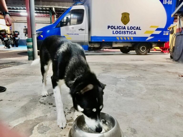 Entregan a una protectora al perro maltratado en Bajamar