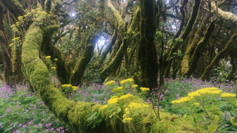 Recuperación del Parque Nacional de Garajonay