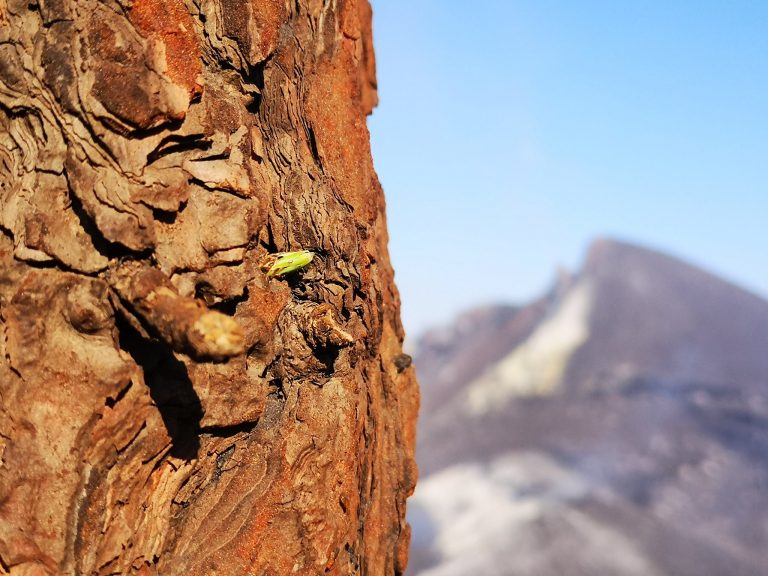 La Palma afronta 2022 con la mirada puesta en la reconstrucción de la isla