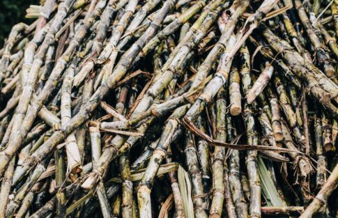 Programa de las Fiestas de la Inmaculada Concepción y la Caña Dulce de Jinámar 2025