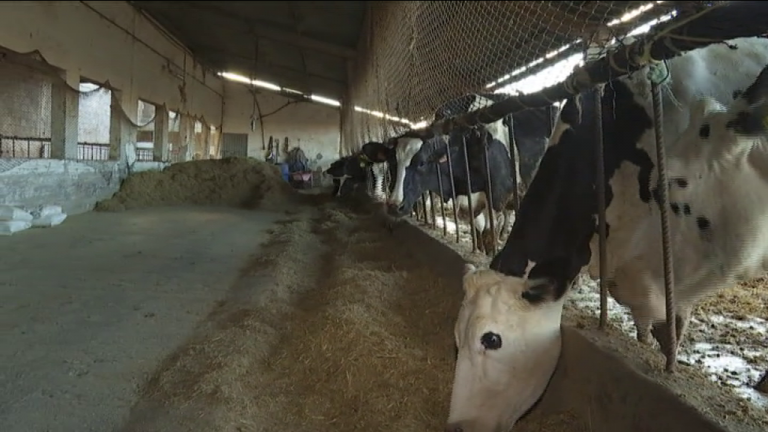 Los ganaderos piden un aumento del 10% en el precio de la leche
