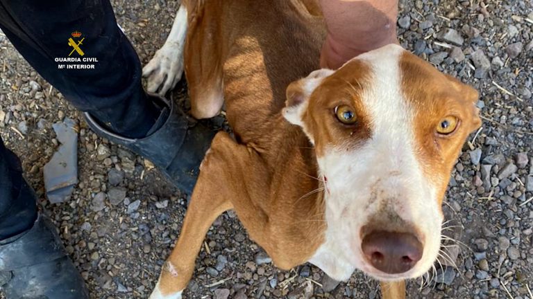 Dos detenidos en Gran Canaria por un delito de abandono animal