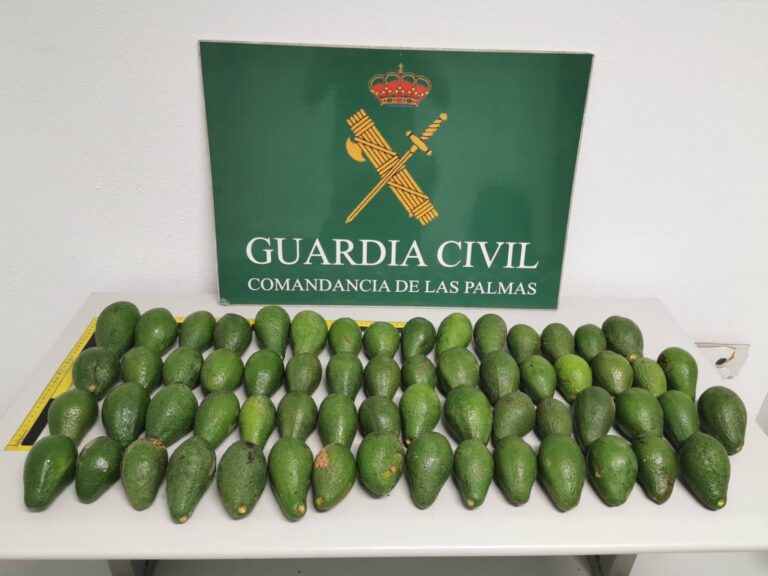 La Guardia Civil esclarece el robo de 900 kilos de aguacates en la zona norte de Gran Canaria