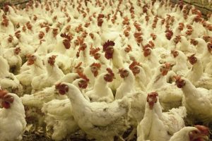 La consejería de Agricultura concede a través del POSEI ayudas de más de 490.000 euros a los productores de huevos de gallina