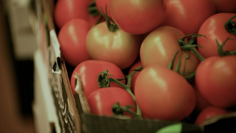 Retrasan la plantación de tomates en La Aldea por la falta de agua