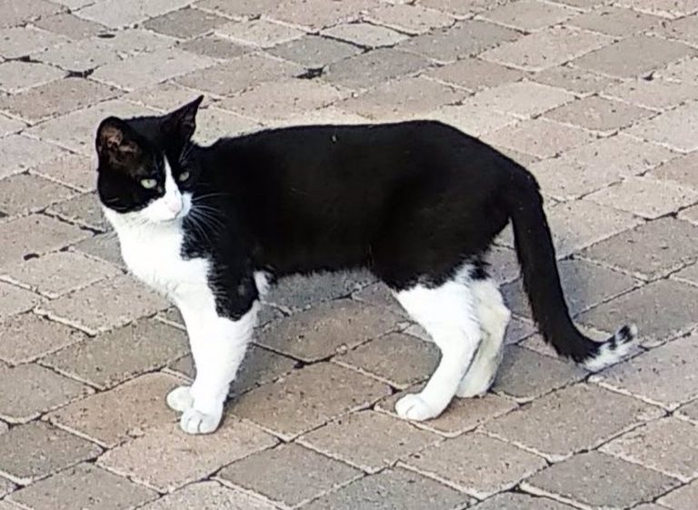 Ante las colonias de felinos, juristas, veterinarios y cuidadores analizan las fórmulas para el control de felinos en el municipio tinerfeño de La Laguna