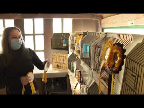 Éxito de los criadores de Fuerteventura en el Mundial de Ornitología