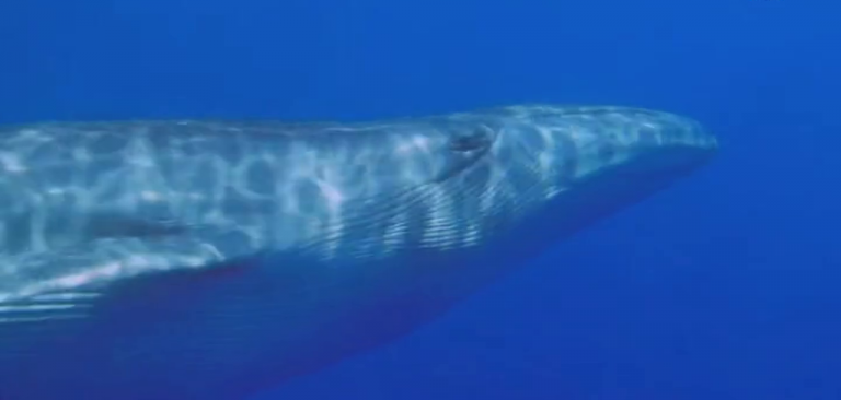 La Gomera, paraíso natural para el avistamiento de cetáceos