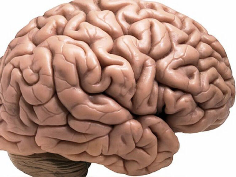 Un estudio descubre una proteína que protege al cerebro del alzhéimer