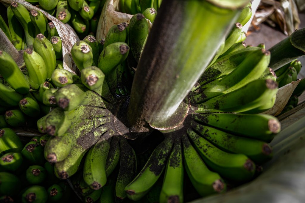 340 hectáreas de cultivo sin viabilidad por la lava del volcán de La Palma
