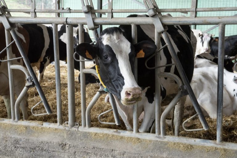 El Gobierno canario y los ganaderos plantean una subida del precio de la leche 