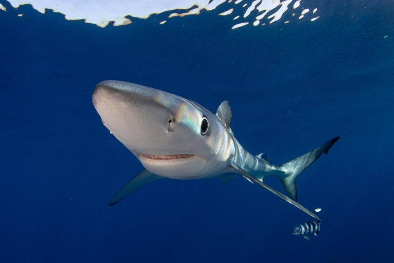 Canarias busca conocer mejor a los tiburones, mantas y rayas