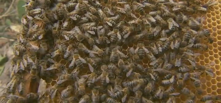 Piden declarar a Tenerife reserva única de la abeja negra