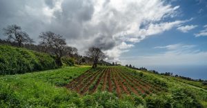 Imagen de una huerta en el norte de Tenerife