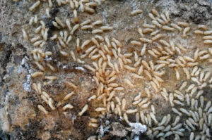 Localizan un nuevo foco de termita americana en Tacoronte