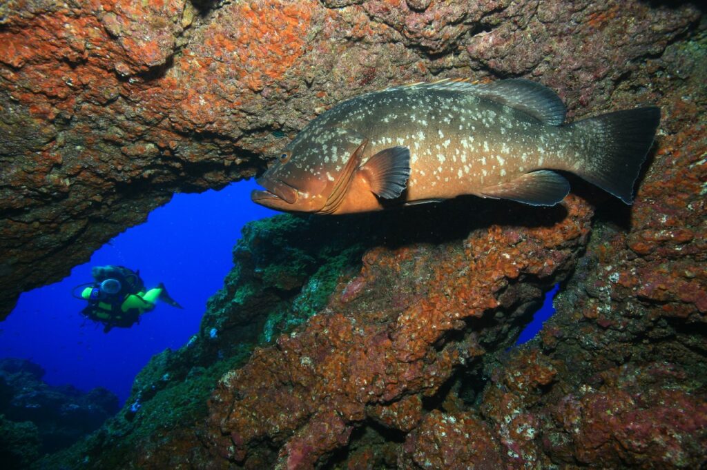 Activan la candidatura del Parque Nacional Marino de El Hierro