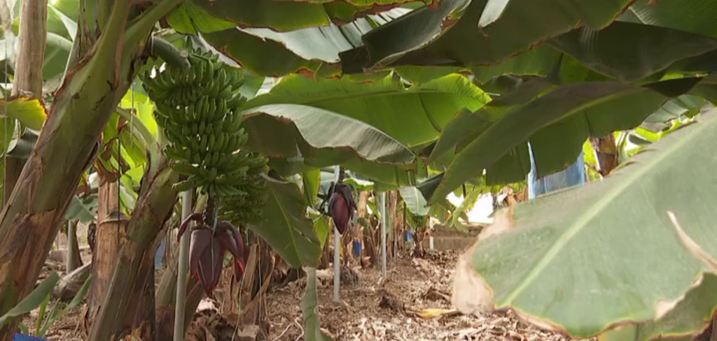 El Cabildo de Tenerife aprueba la construcción de una planta desalinizadora en el complejo hidráulico de Buenos Aires para los cultivos agrícolas