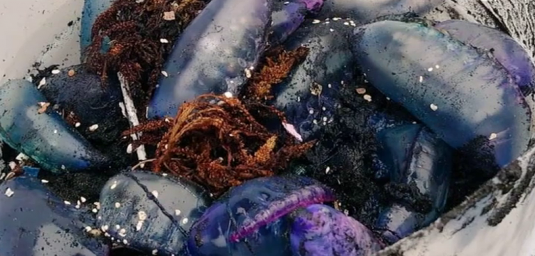 Continúan las aguavivas en varias playas de Santa Cruz de Tenerife