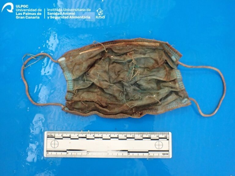 Encuentran una mascarilla y numerosos plásticos en el interior de un delfín varado en Tenerife