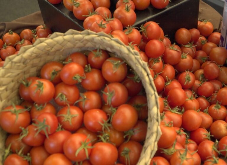 Un paso más hacia el distintivo de calidad del tomate canario