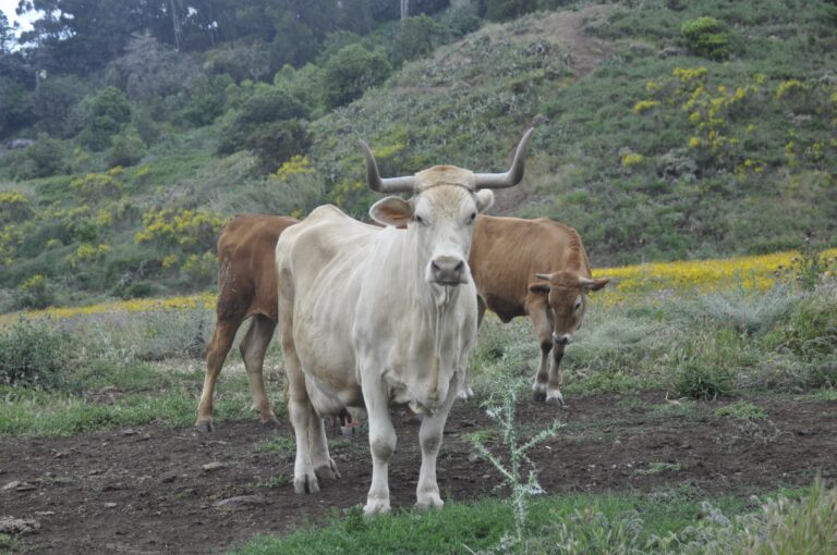 Los ganaderos aseguran que están «tocados de muerte» y piden ayudas para sobrevivir