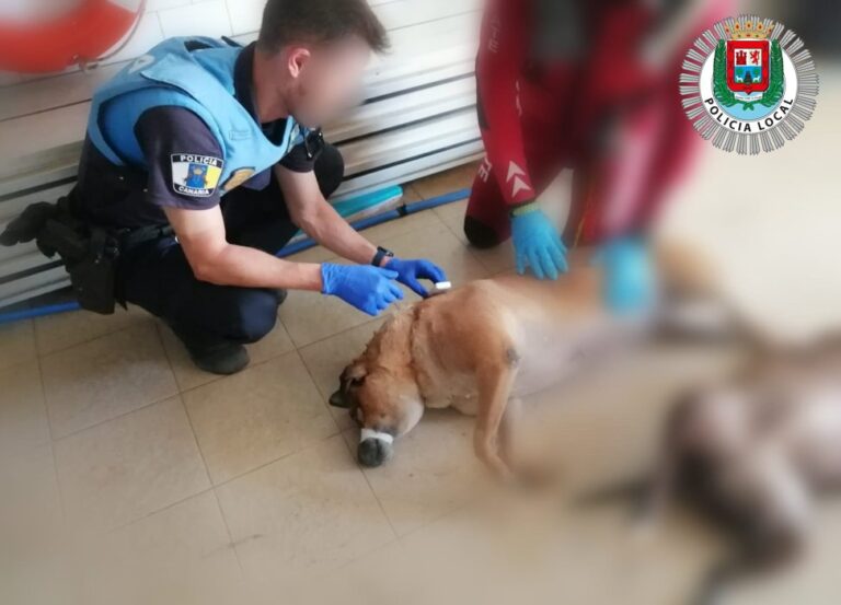 Localizan dos perros flotando en Las Palmas de Gran Canaria