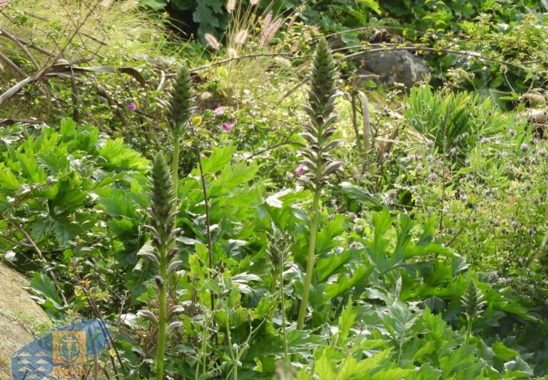 ISTAS: Preservar la biodiversidad de Canarias será una de las claves en la transición energética