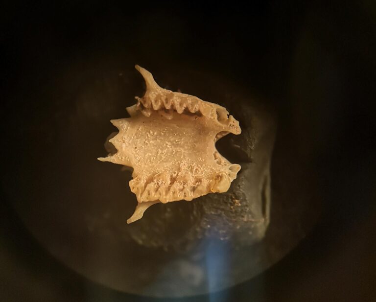 Hallan restos fósiles de murciélagos extintos en Lanzarote