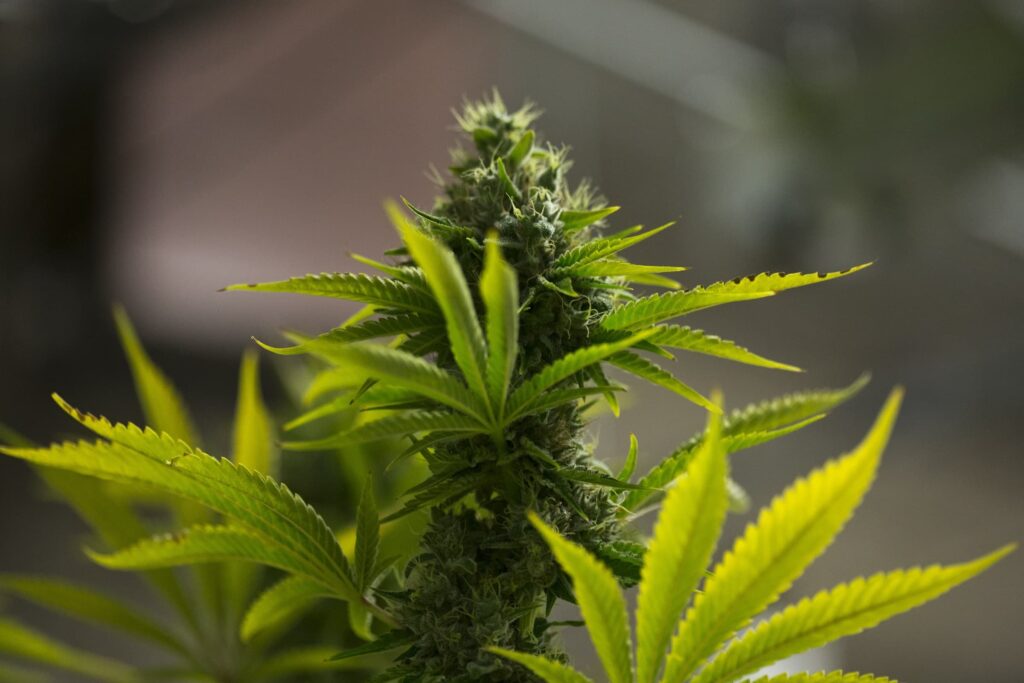 Luz verde al uso medicinal del cannabis