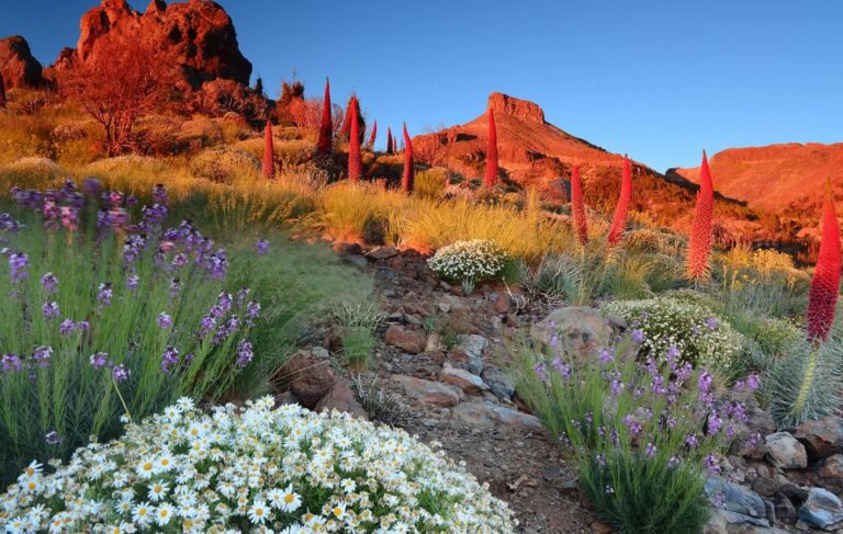La ULL estudia la presencia de microplásticos en el Parque Nacional del Teide