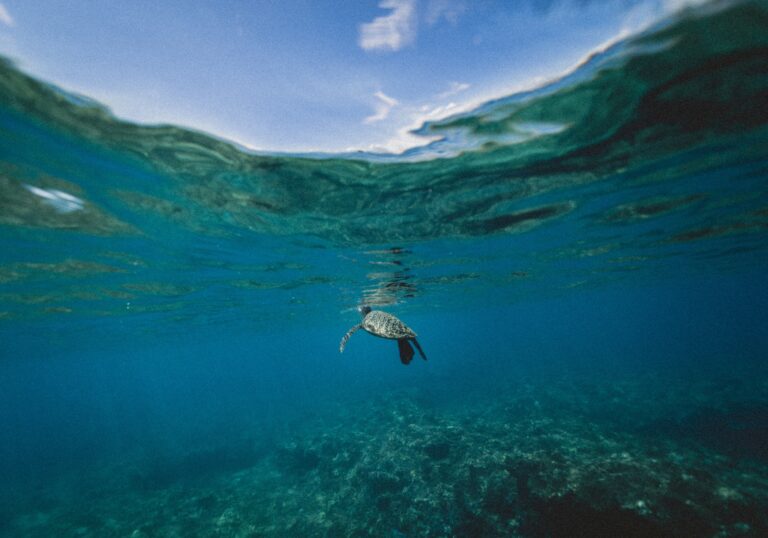 El proyecto EcoMaris analiza el medio marino