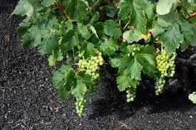 El vino también sube su precio