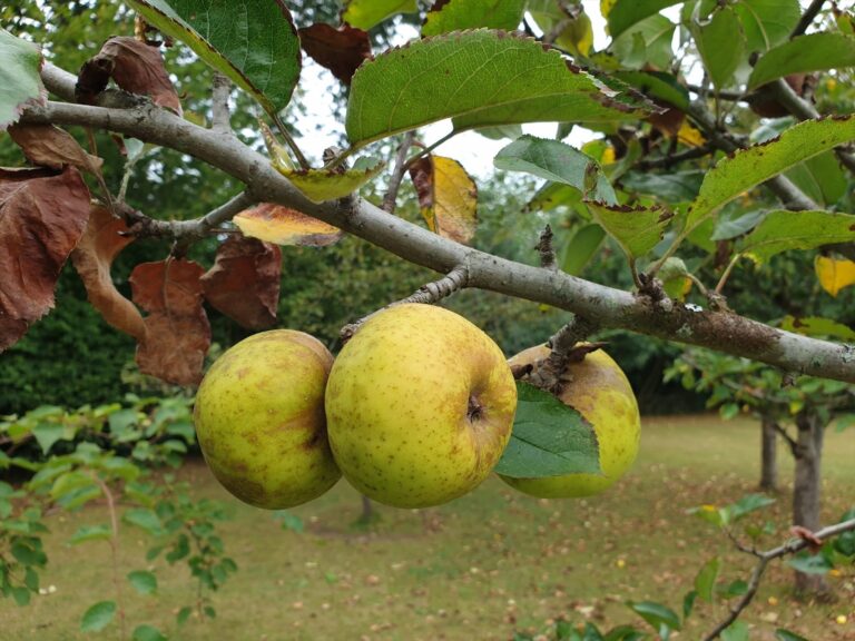 La sequía ha afectado en la zafra de las manzanas este año