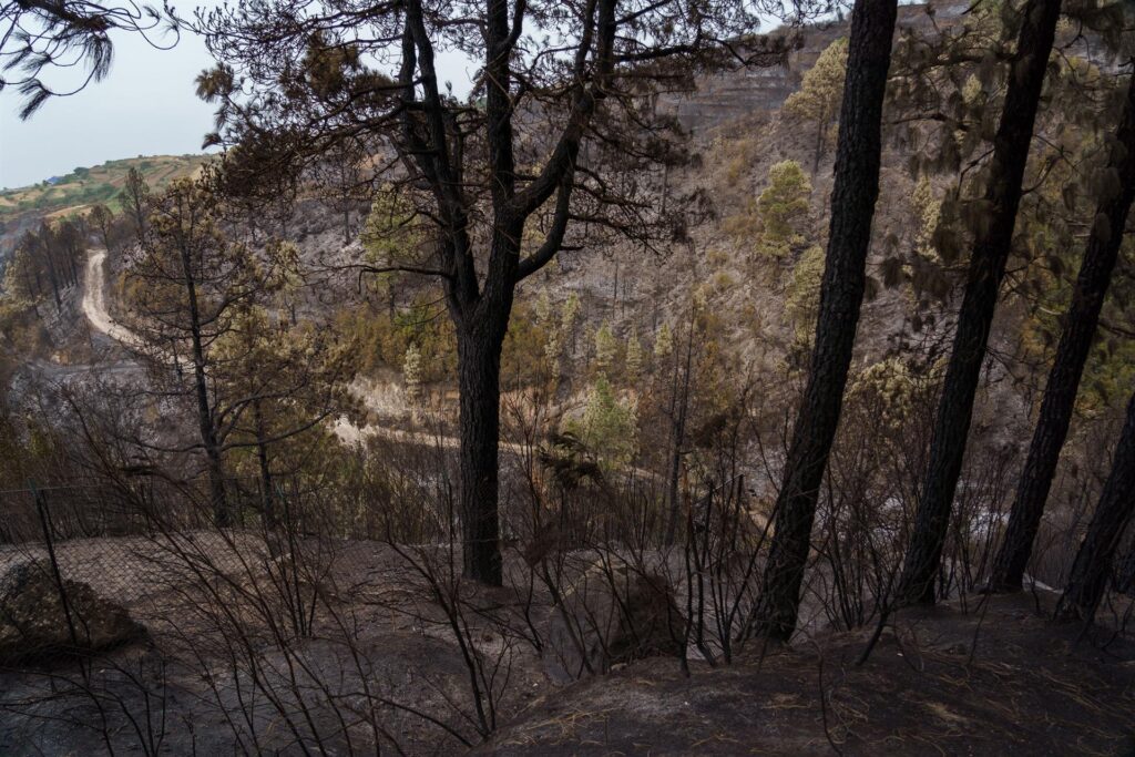 El incendio de Tenerife está en fase de estabilización pero aún activo y sin control