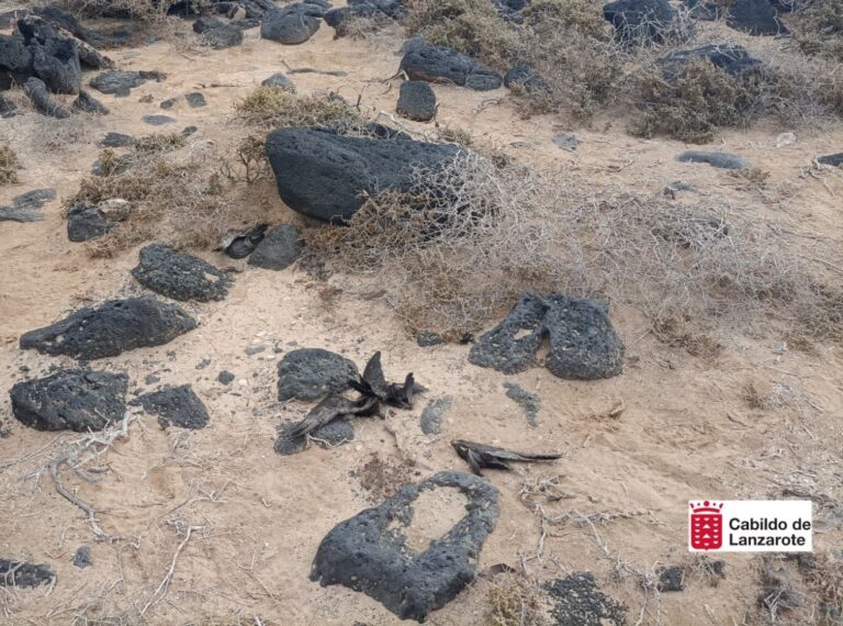 Los gatos acaban con una colonia de 17 Petrel de Bulwer en Lanzarote