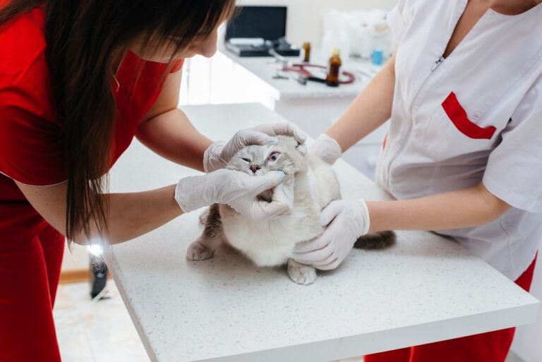Cierran el cráneo de una gata con una pieza fabricada en 3D