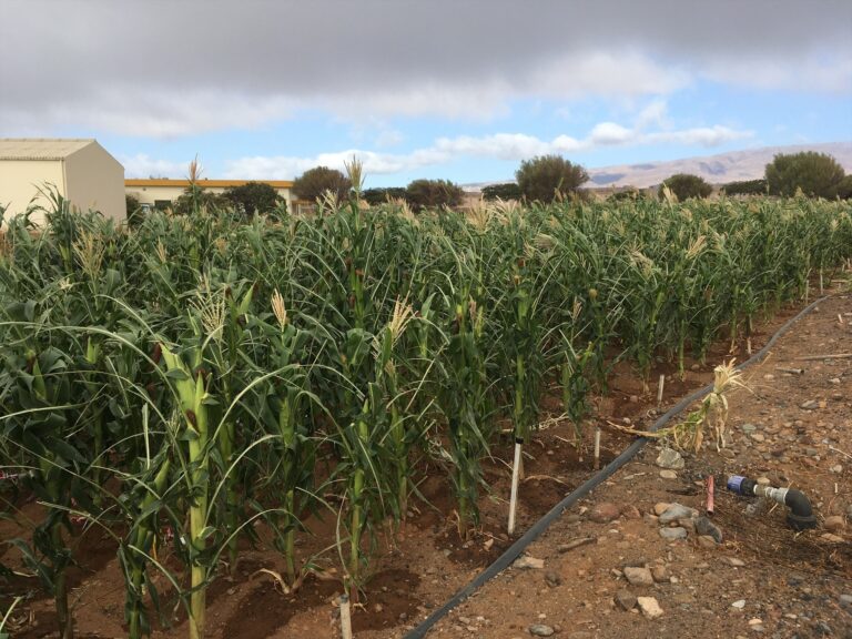 Lanzarote prevé crear una nueva red de riego para Teguise y Haría