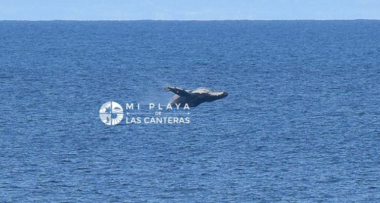 Avistan una ballena jorobada cerca de Las Canteras, en Gran Canaria