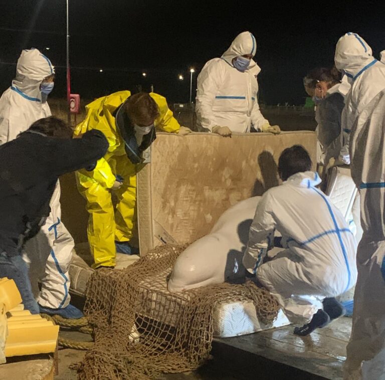 Muere la ballena beluga extraviada en el Sena mientras la llevaban al mar